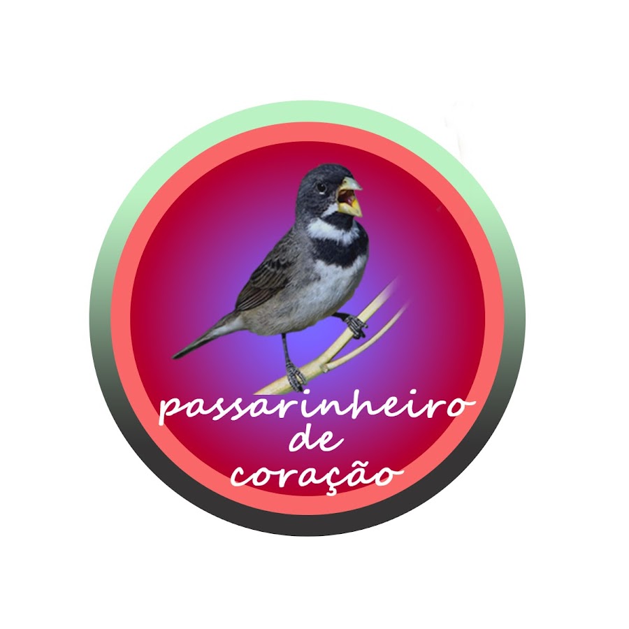 O canto das Aves YouTube channel avatar