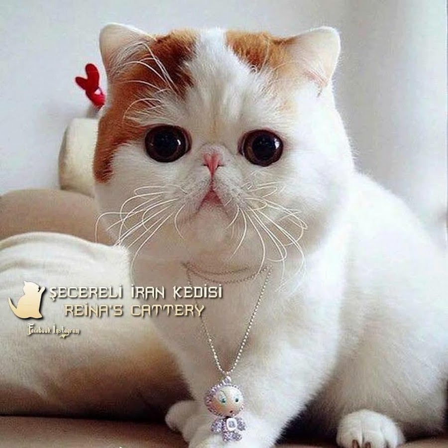 Åžecereli iran kedisi Reina's Cattery YouTube channel avatar