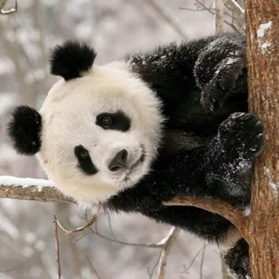 Giant Panda World YouTube 频道头像