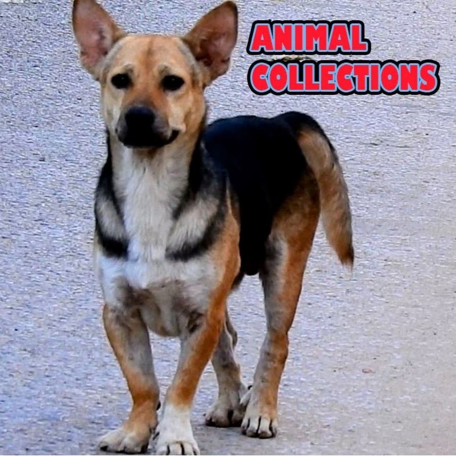 Animal Collections Avatar canale YouTube 