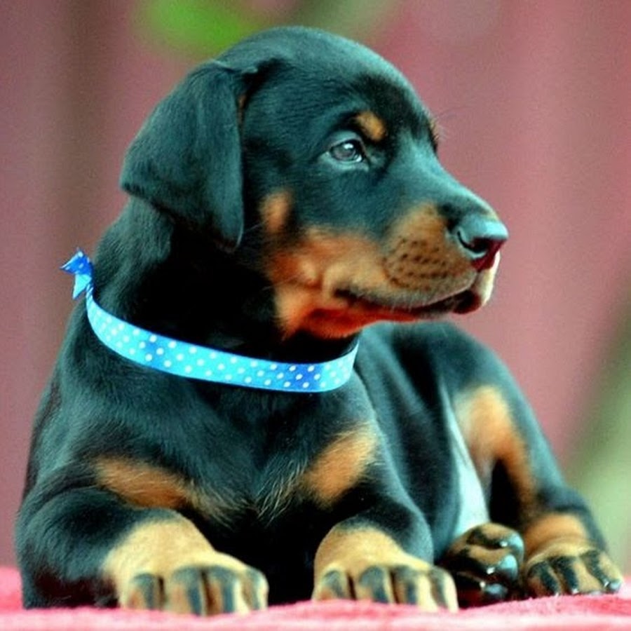 European Doberman Puppies for Sale in USA यूट्यूब चैनल अवतार