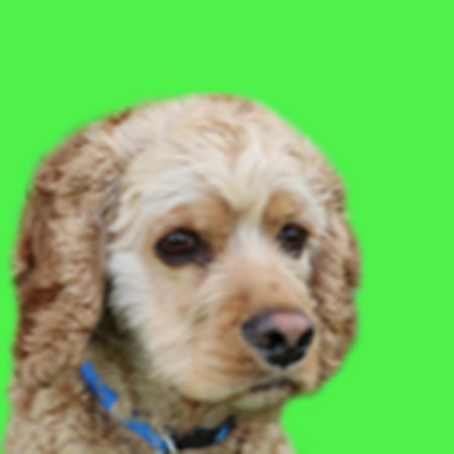 Logan The Adventure Dog YouTube kanalı avatarı
