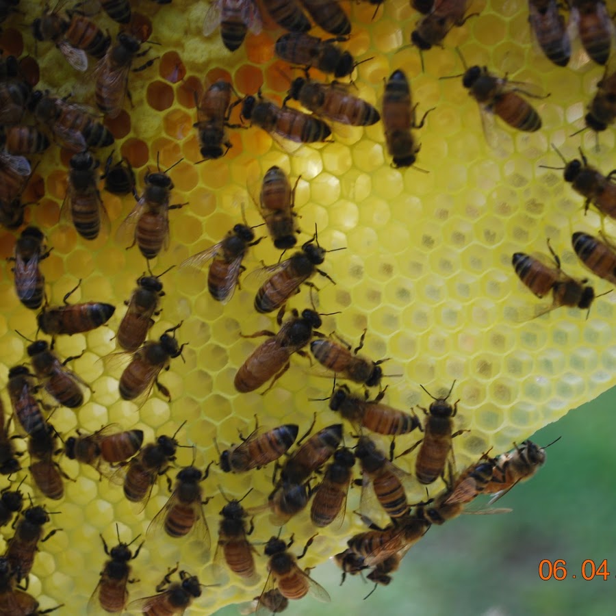 Little Bits Honey Bees joe may YouTube 频道头像