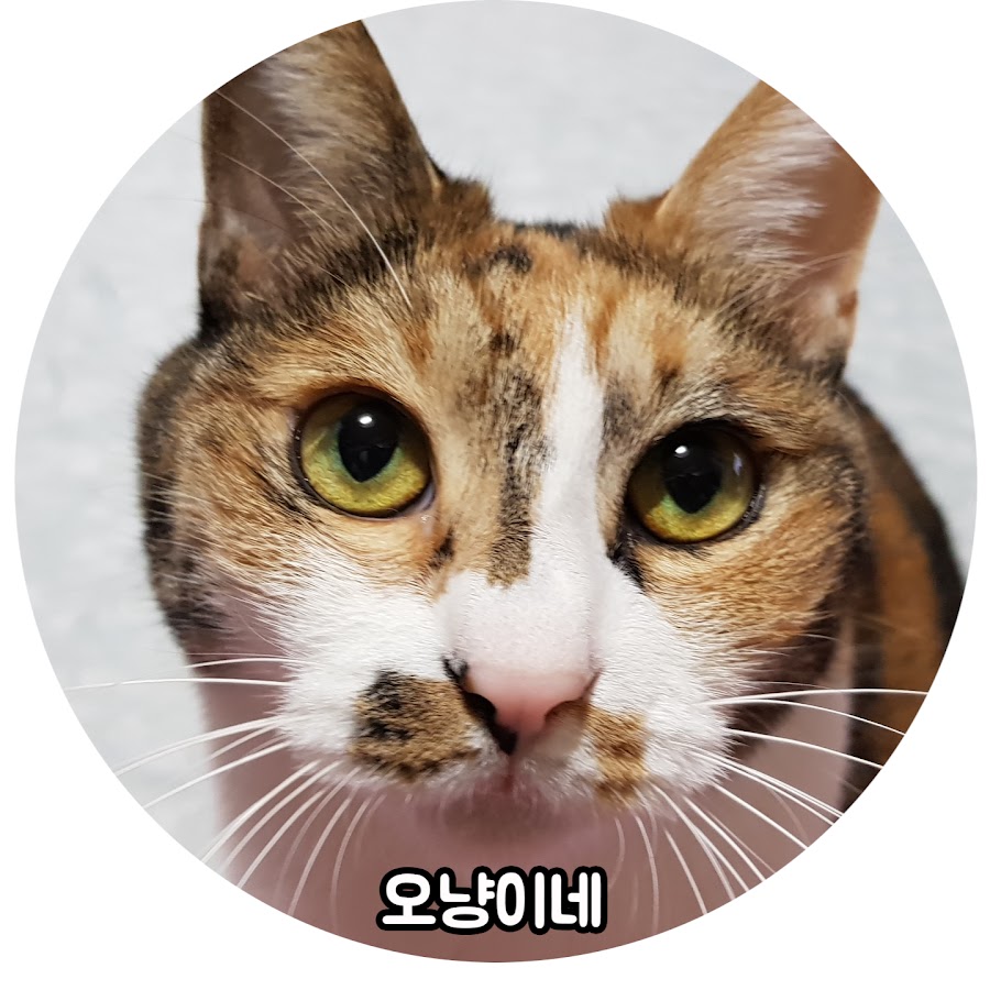 ì˜¤ëƒ¥ì´ë„¤ eve5cats YouTube channel avatar