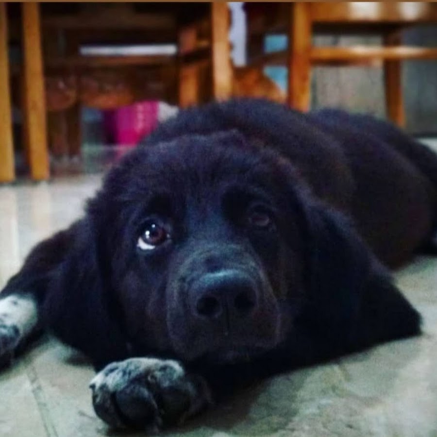 Lucy- Bhotia dog
