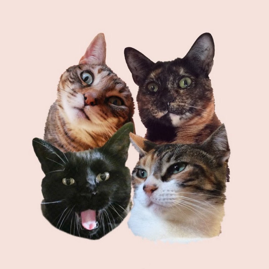 Cats around me YouTube channel avatar