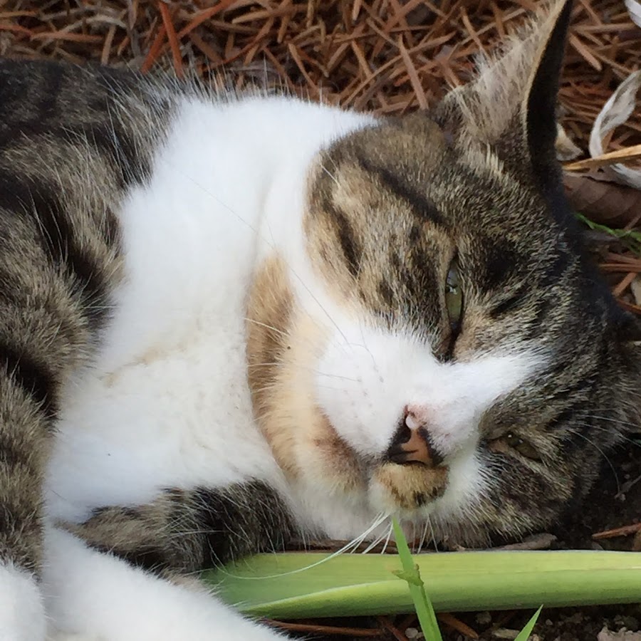 ゆきまめ Youtube