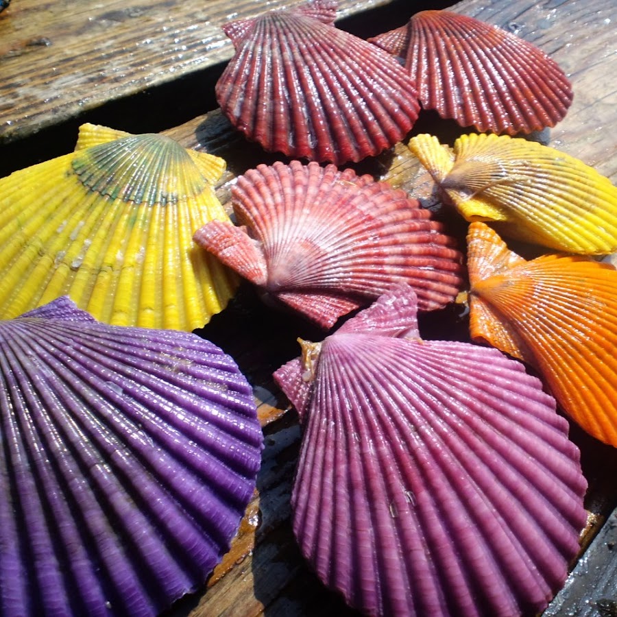 後藤ヒオウギ貝 Youtube