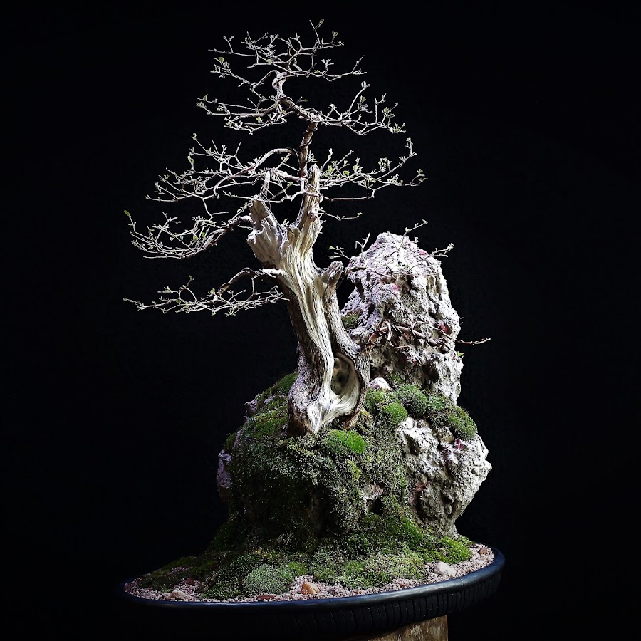 Carving Bonsai YouTube channel avatar