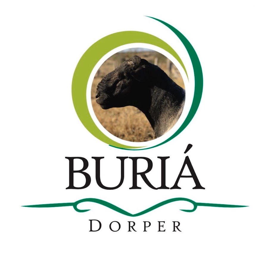Dorper BuriÃ¡ ইউটিউব চ্যানেল অ্যাভাটার