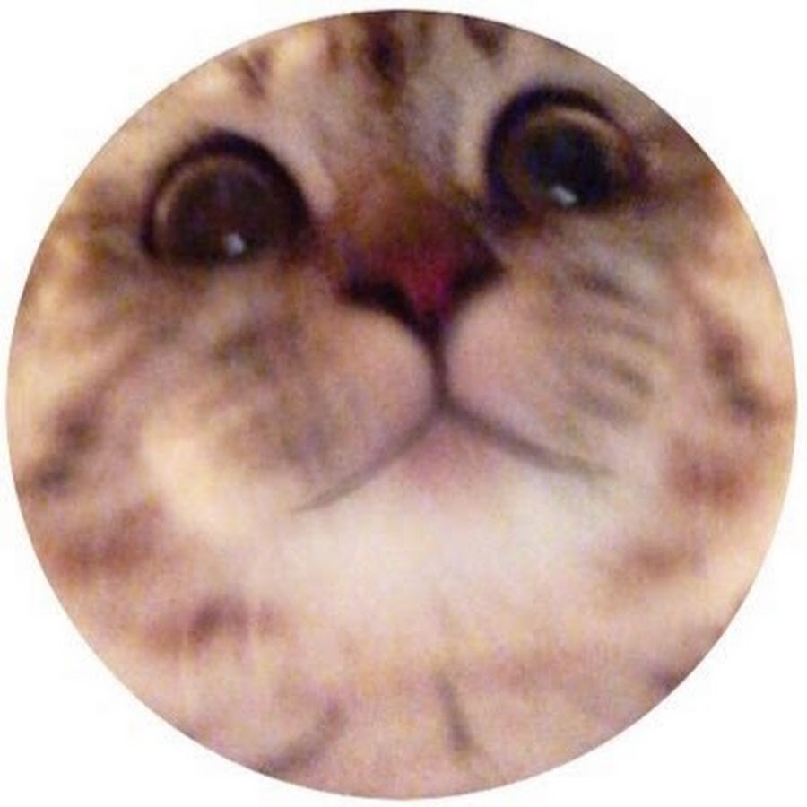 ë„ˆêµ¬ë¦¬ ì•„ë‹ˆê³  ê³ ì–‘ì´ ìƒ¤í‚¤ Shaki the CAT YouTube kanalı avatarı