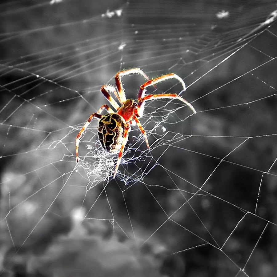 Spider on web YouTube channel avatar
