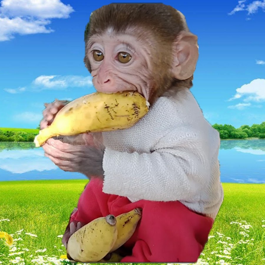 Baby Monkey Felix