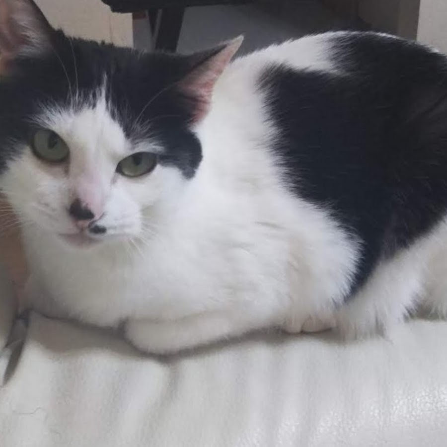 Mikimeroみきめろ Youtube