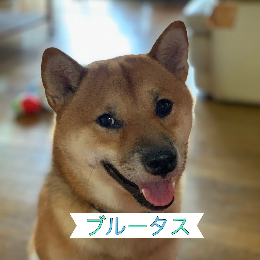 柴犬のブルー タス おまえもか Youtube