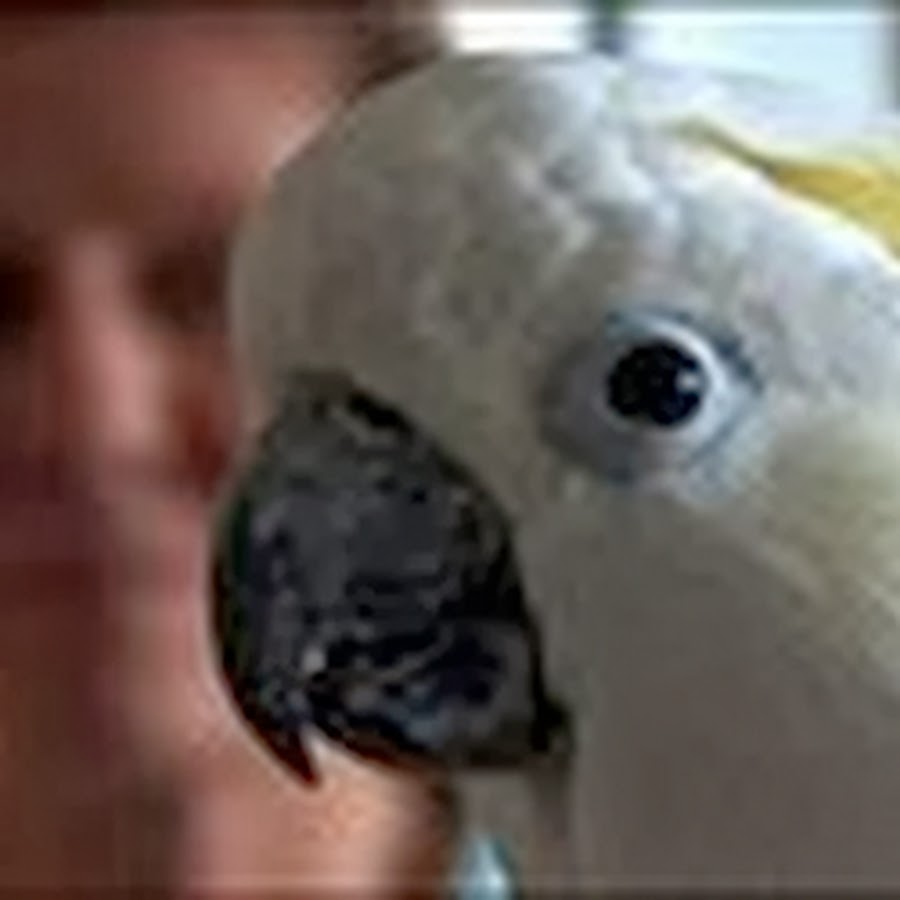 BirdLoversOnly YouTube channel avatar