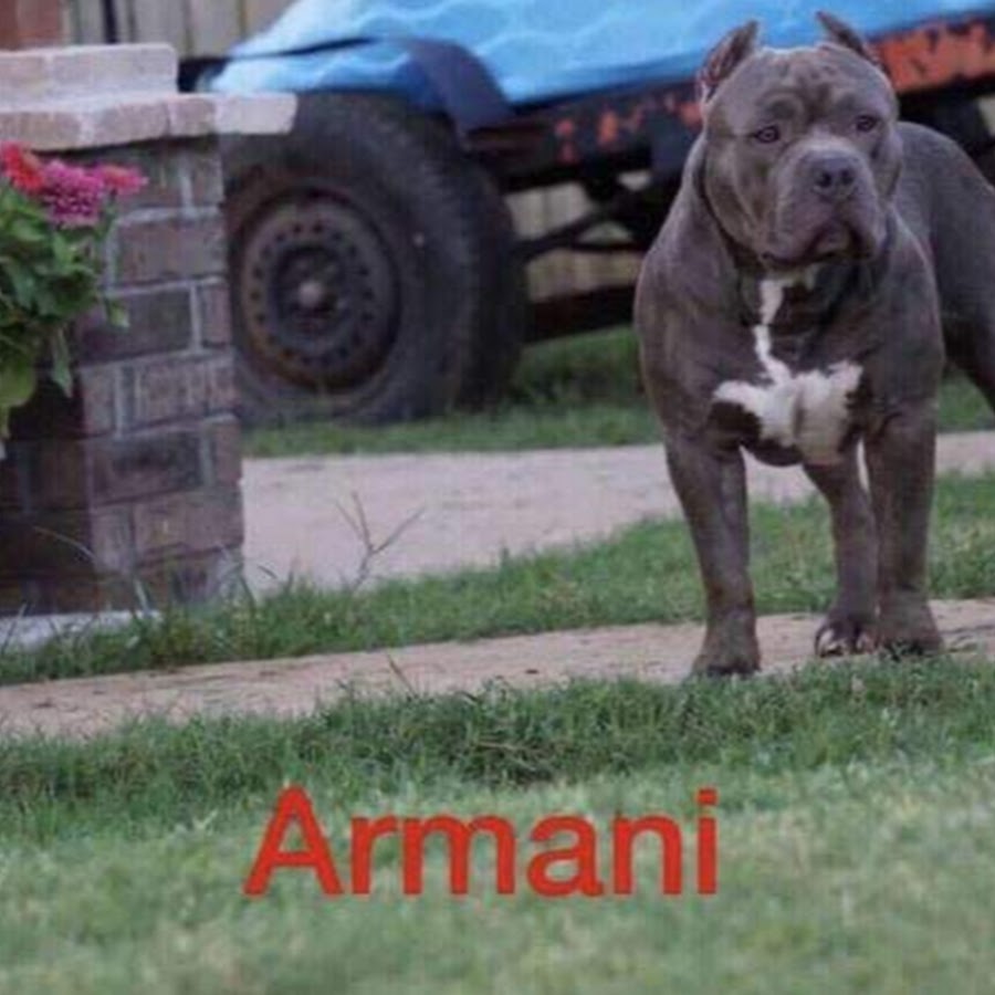 Trevinos Pitbulls YouTube kanalı avatarı