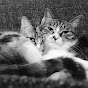 Cat Chinese Lihua【Dragon Li Cat】中国狸花猫的日常 の動画、YouTube動画。