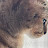 캣프렌즈cat friends