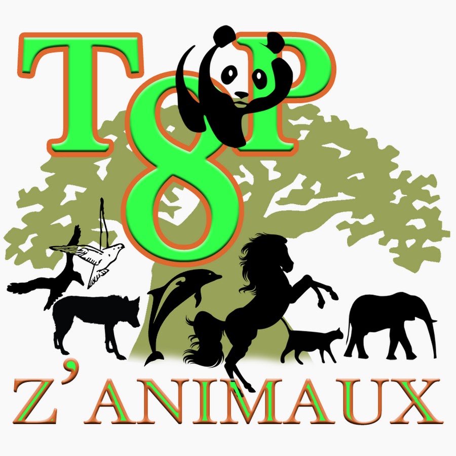 Top8 Z'animaux यूट्यूब चैनल अवतार