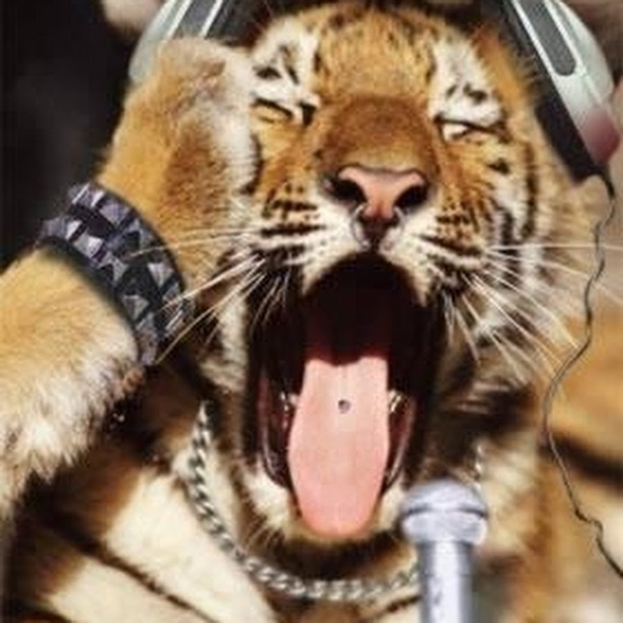 Молодой тигр песня. Молодой тигр песня. Шома тигр. Молодой тигр песня. Молодой тигр песня.