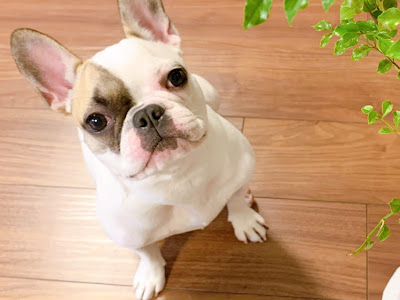 √1000以上 フレブル 画像 314311-フレブル 子犬 画像