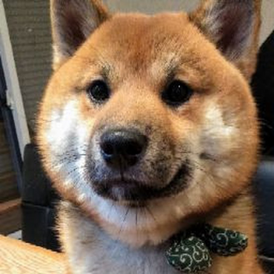 柴犬おにぎりくん Youtube
