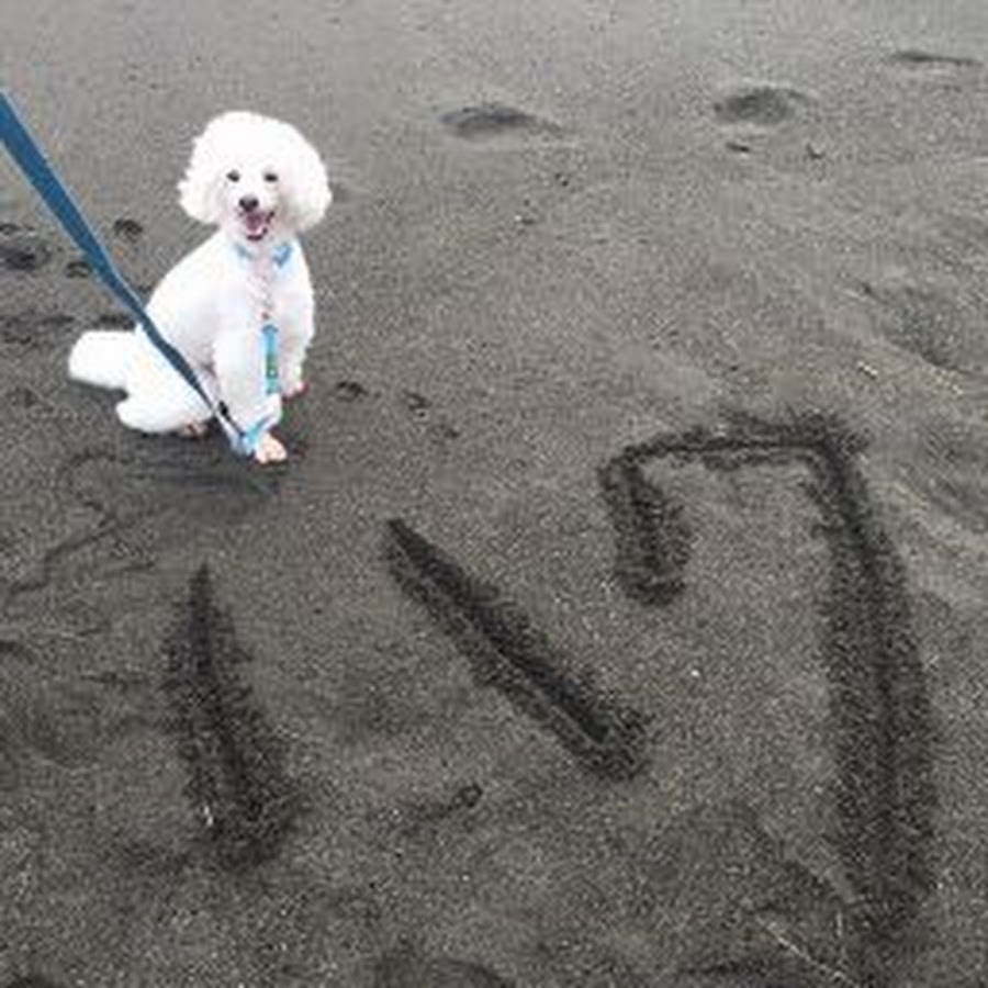 白いトイプードルのハクちゃんねる Youtube