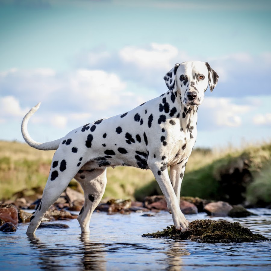 Nala and Dudley Dalmatians YouTube channel avatar