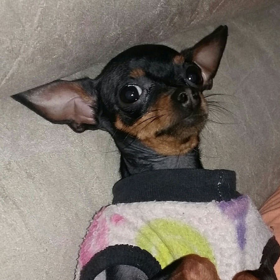 A pinscher Tifany Avatar channel YouTube 