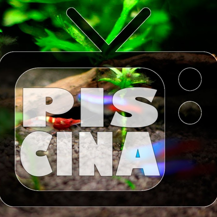 Piscina YouTube channel avatar