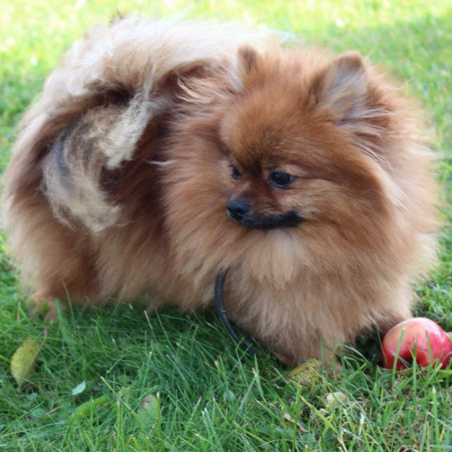 шпиц померанский соболиный щенок. померанский шпиц бумбараш. шпиц цвет оранж. померанский шпиц чепрачный. какого цвета будет шпиц.