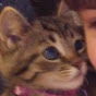 Playtime with kittens YouTube Profile Photo