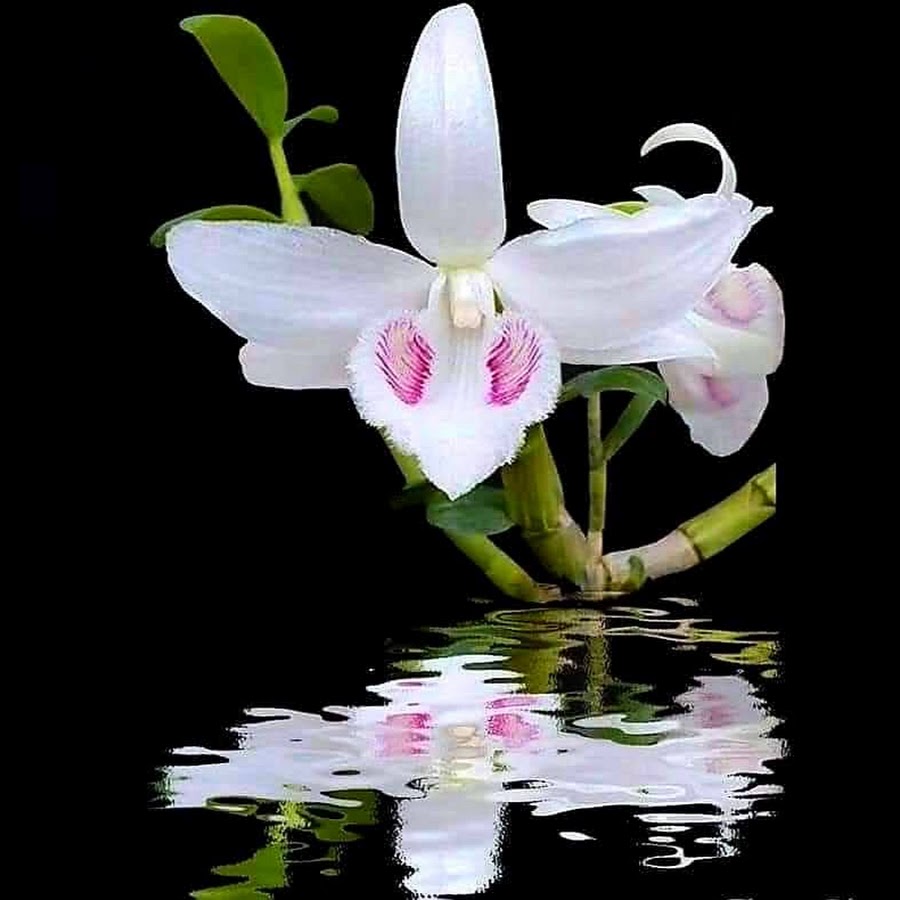 Vietnam Orchid YouTube channel avatar