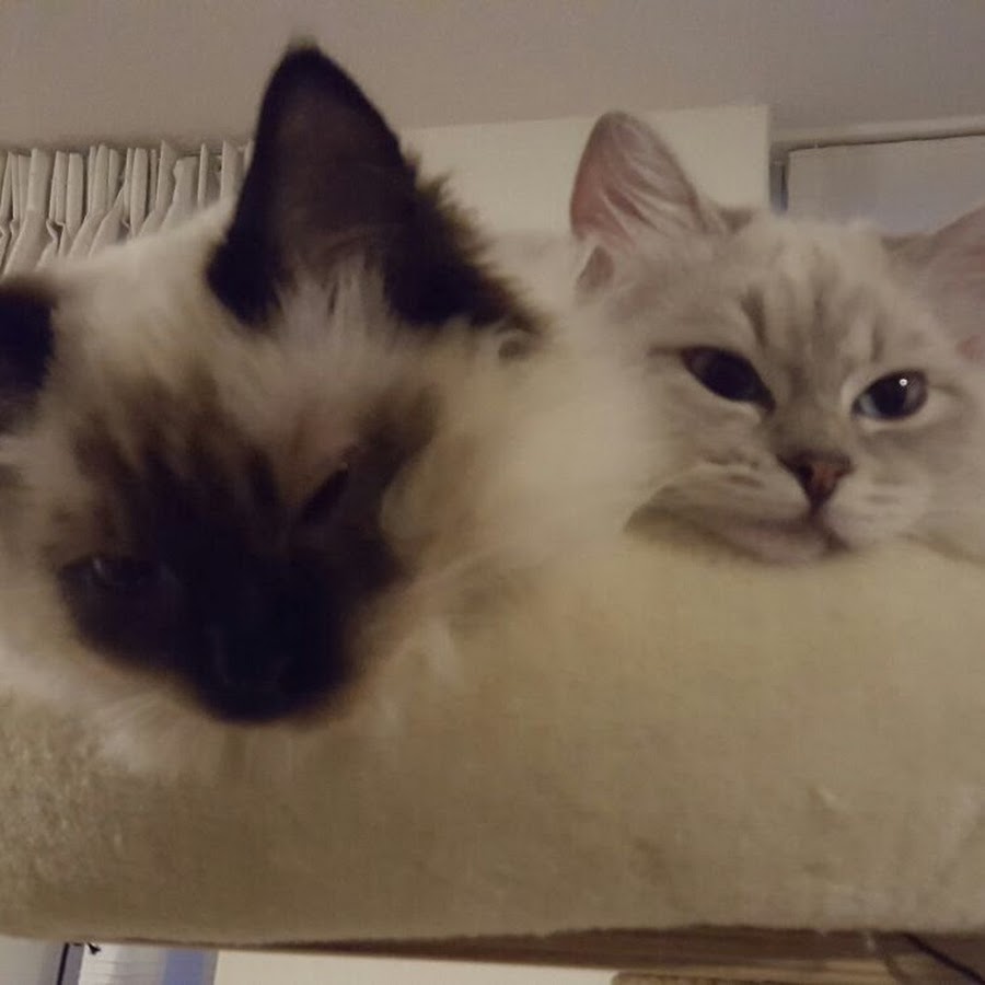 Ragdollicious Cats