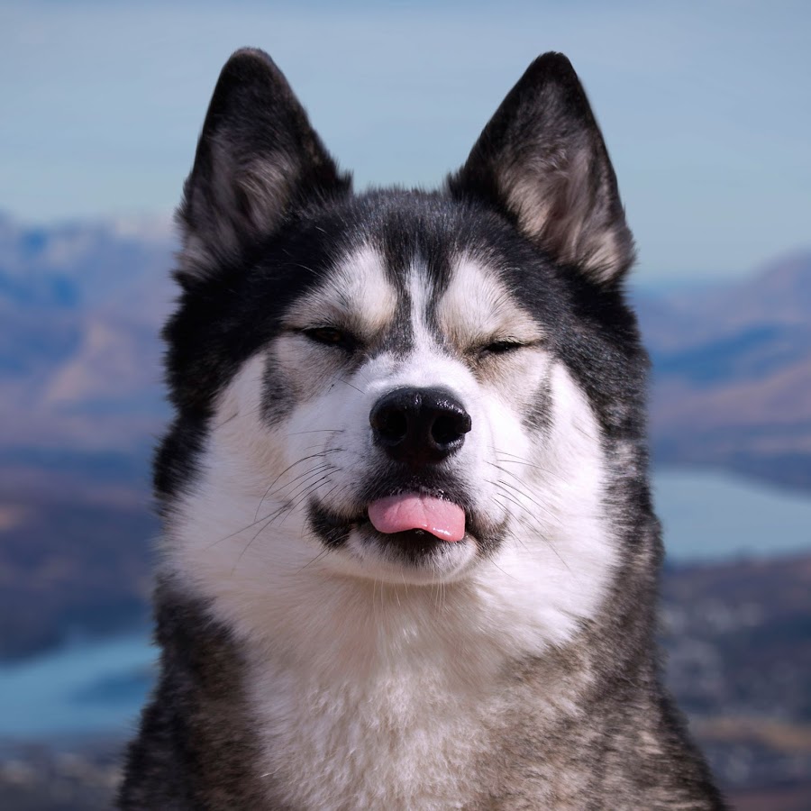 K'eyush The Stunt Dog YouTube channel avatar