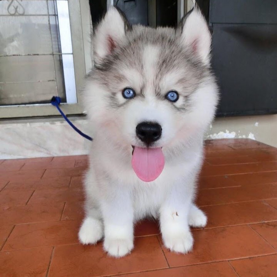 Caspian Wooly Husky