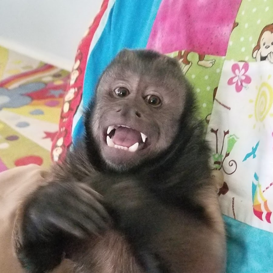 Davie the Capuchin Monkey YouTube 频道头像