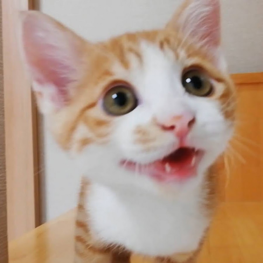 子猫のクラトコ兄弟と人間たち Youtube