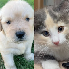 びすけ物語ゴールデンレトリバー