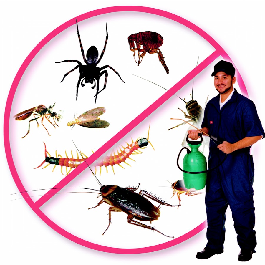 Pests Remove Today Avatar de canal de YouTube