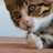 elly elly
