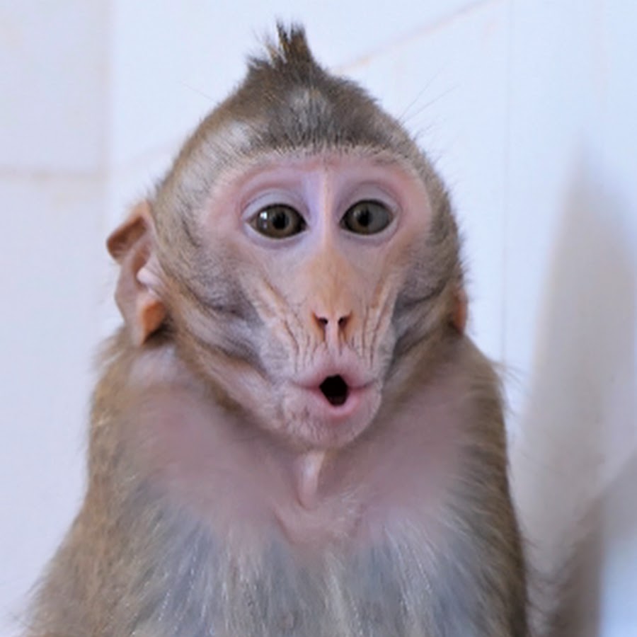 Monkey Daily Post YouTube channel avatar
