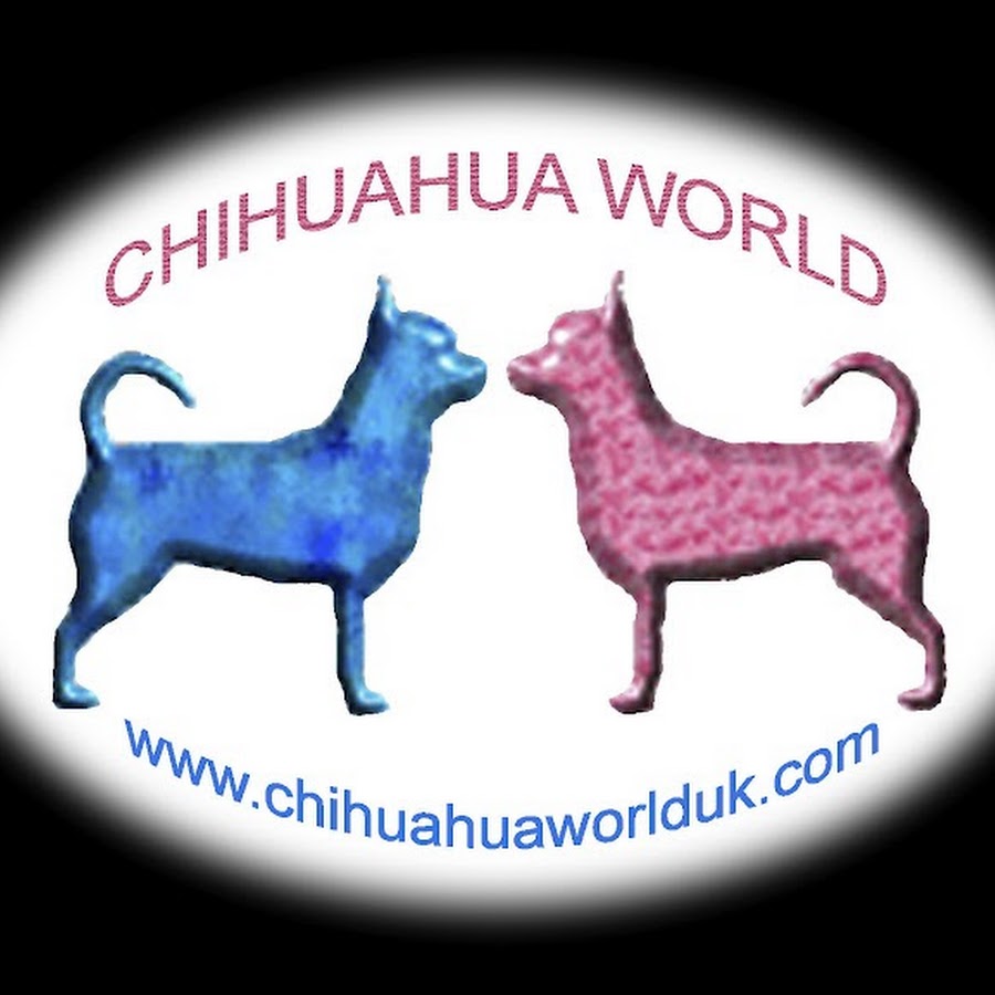 chihuahuaworlduk Awatar kanału YouTube