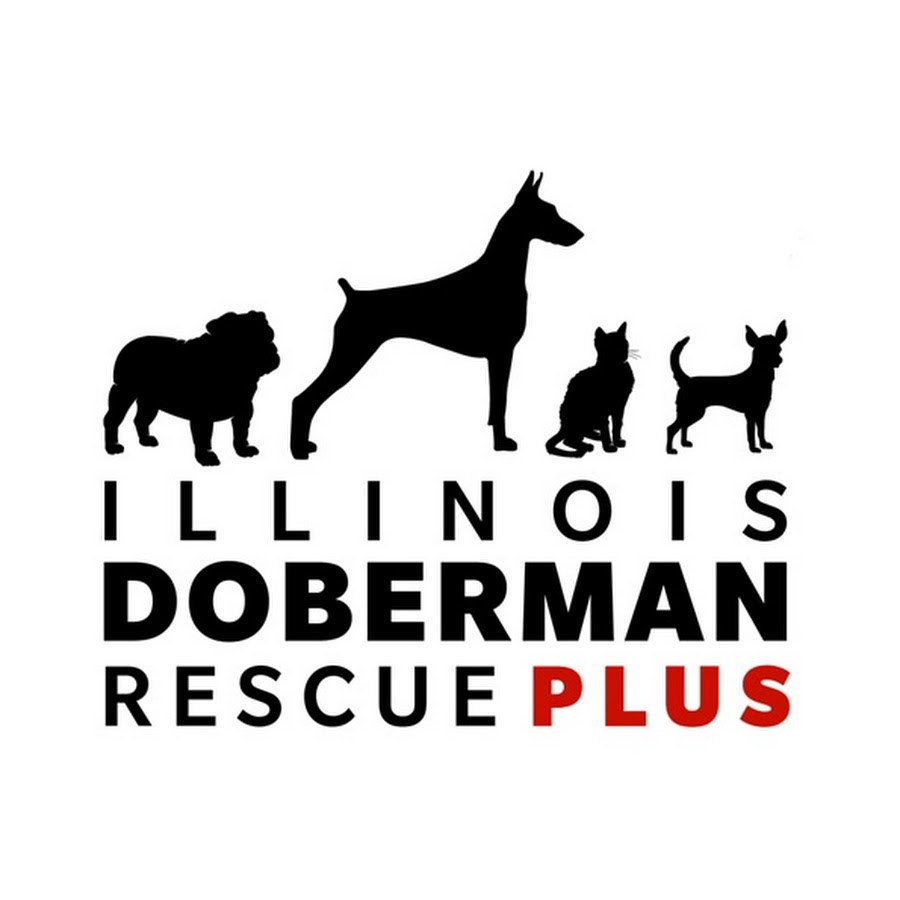IL Doberman Rescue Plus YouTube channel avatar