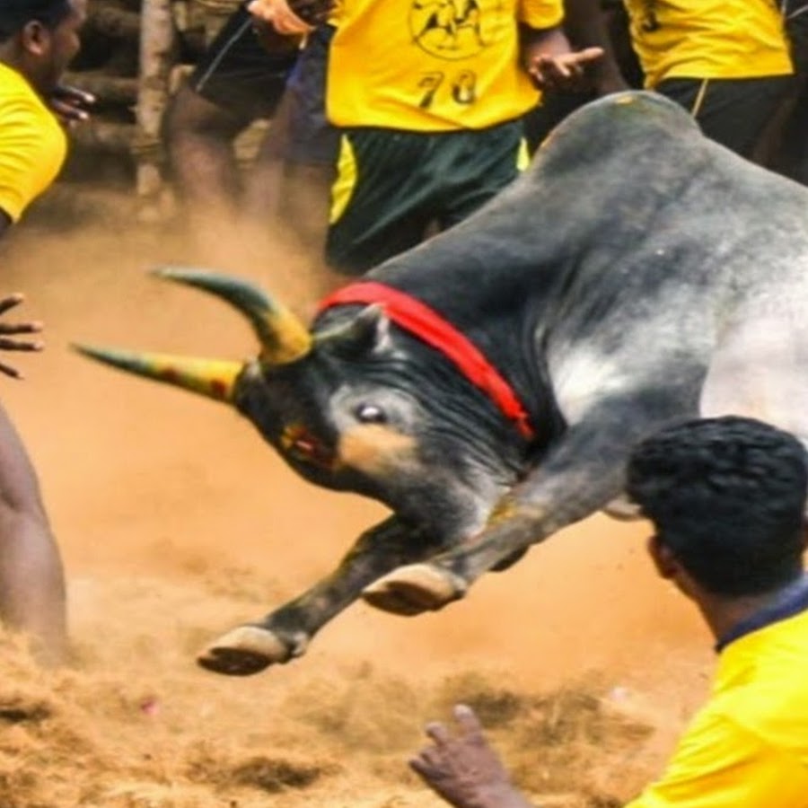 JALLIKATTU BEST VIDEO YouTube kanalı avatarı