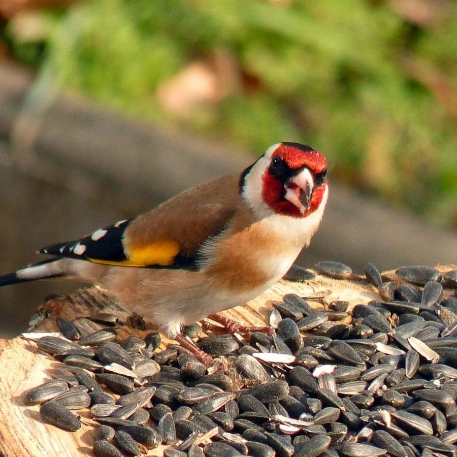 Ø¹Ø§Ù„Ù… Ø§Ù„Ø·ÙŠÙˆØ± Ø§Ù„Ù…ØºØ±Ø¯Ø© canary world