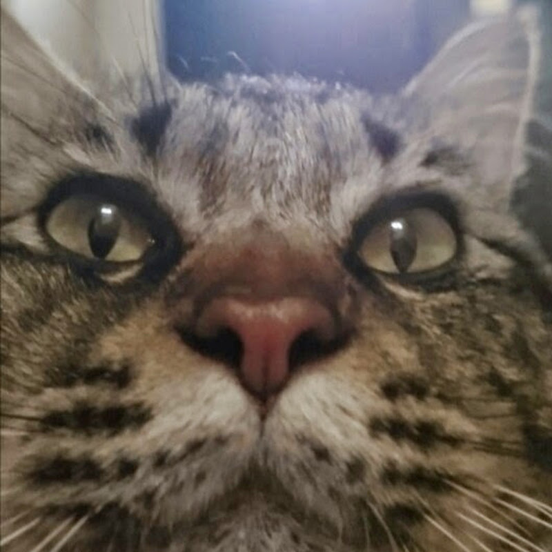 ぐでぐだもふたろのユーチューブ Youtuber665