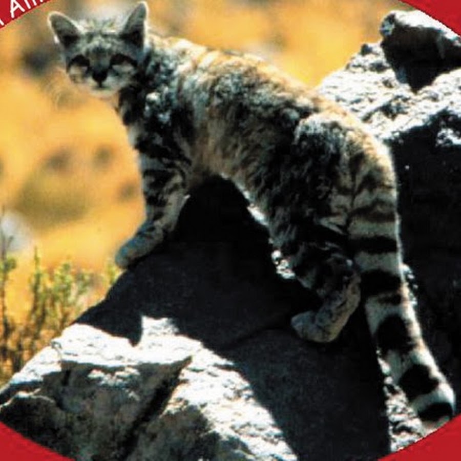 Small Wild Cat Conservation Foundation YouTube channel avatar