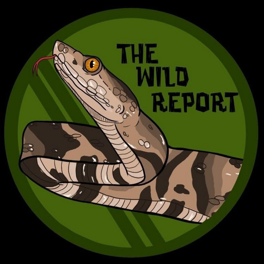 The Wild Report YouTube channel avatar